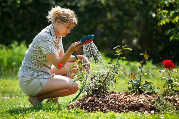 como plantar rosales en el jardin