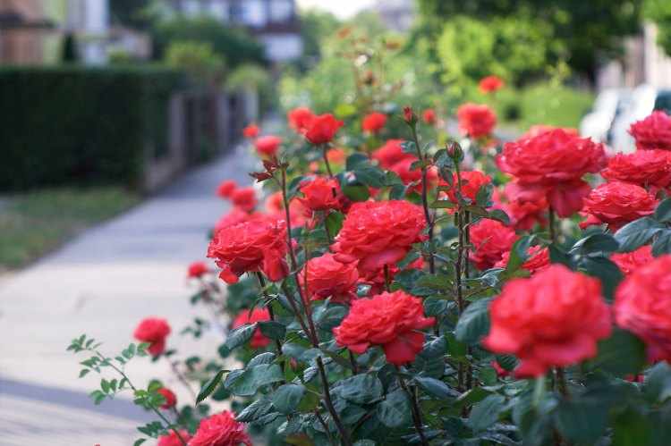 como plantar rosales en el jardín