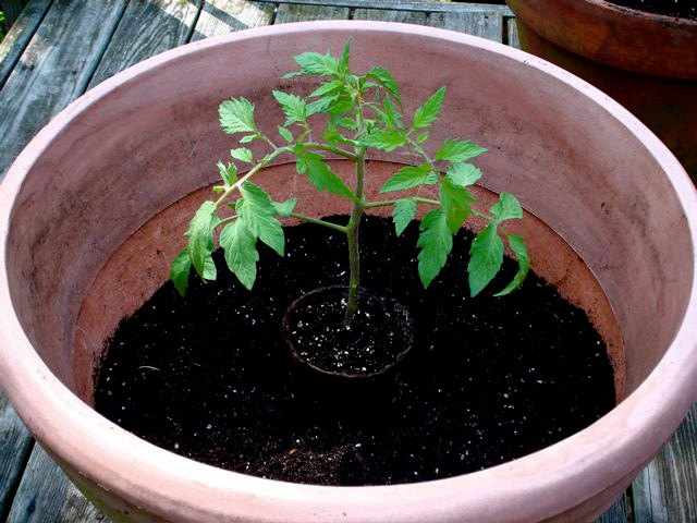 planta de tomate