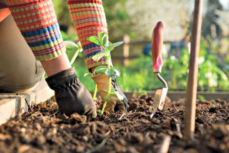 plantando tomates