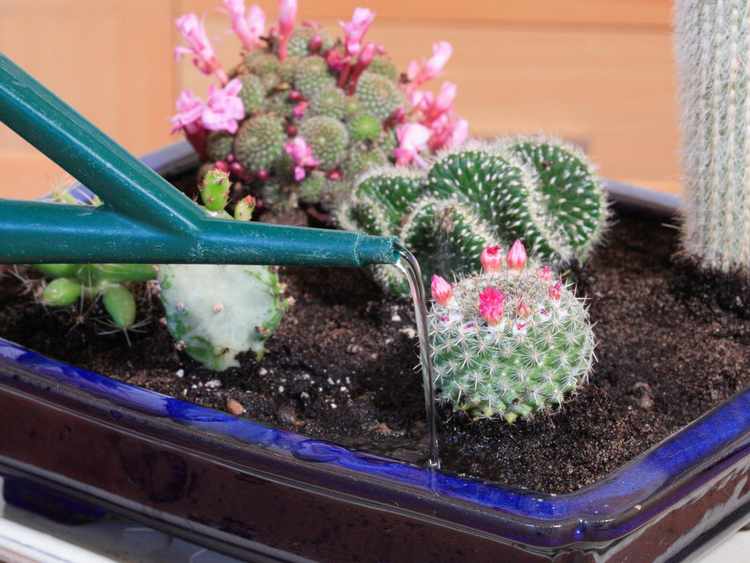 Cmo Regar Un Cactus Jardineria On