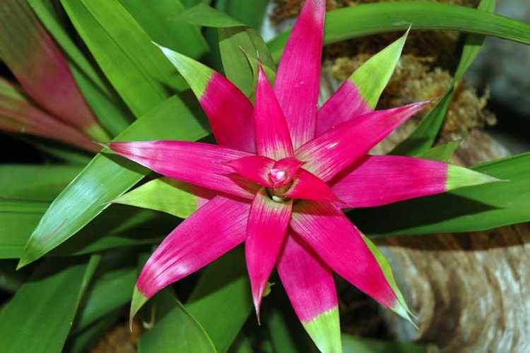 bromelia tipos