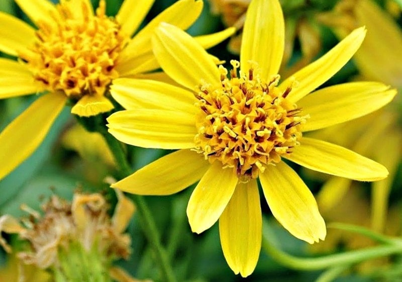 Arnica. Propiedades y beneficios